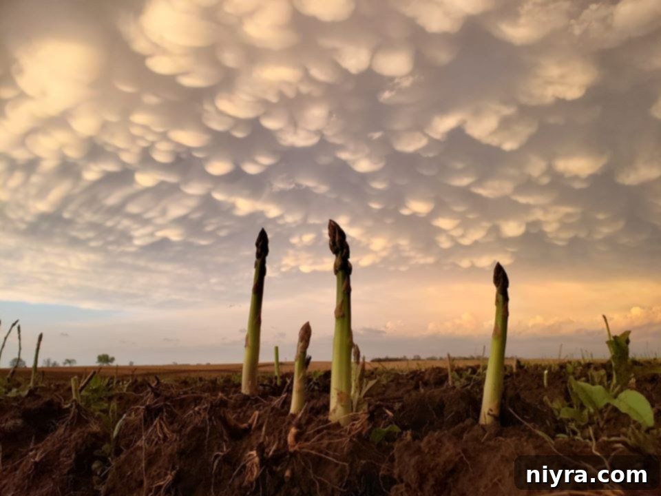 The Ely Family, founders of Ely Farms