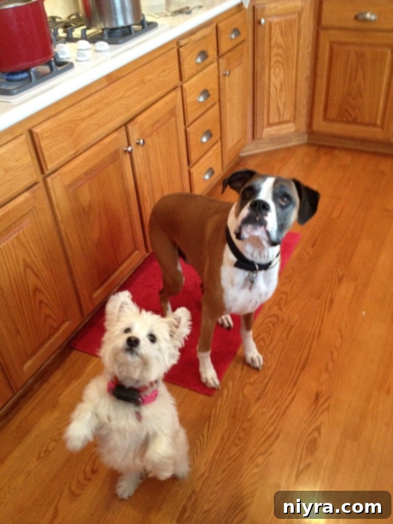 An old photo of two sweet dogs, Gabby and Sully.