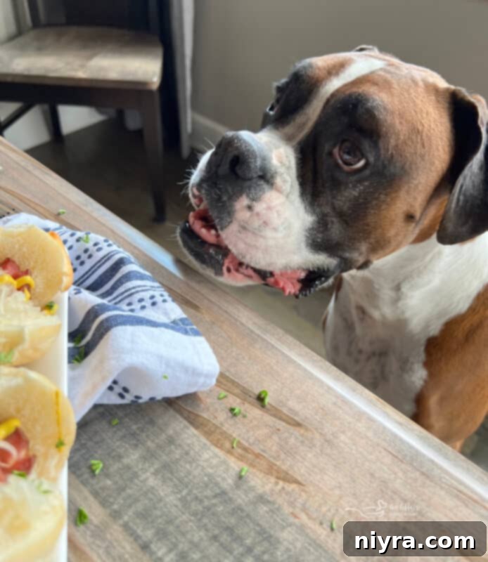 Smoky Dogs with Zesty Kraut 18 A dog, Theo, observing the smoker