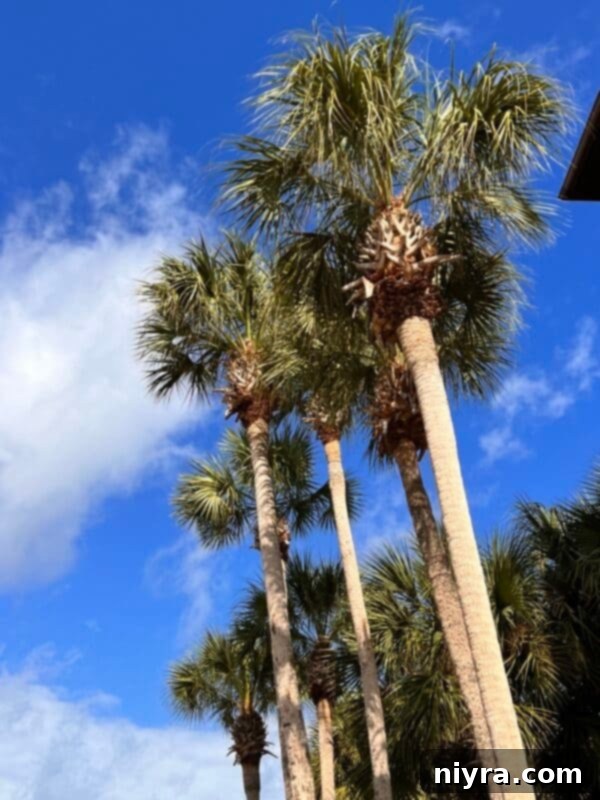 Palm trees swaying in a tropical setting, symbolizing travel and relaxation
