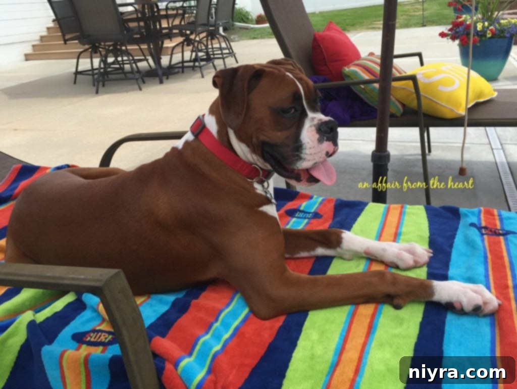 Boxer relaxing in the sun