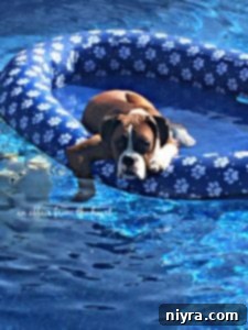Boxer floating happily in a pool raft