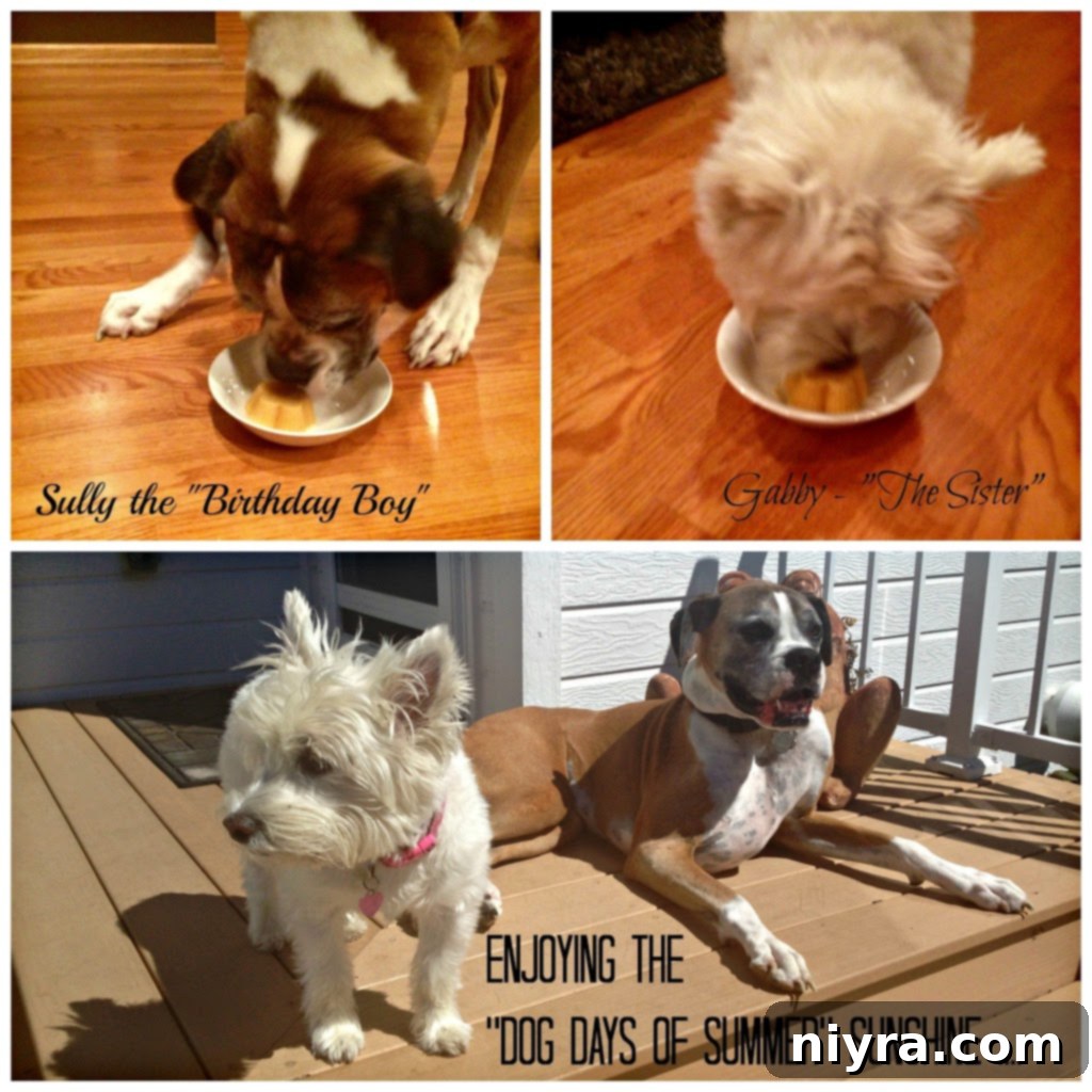 Two dogs, Sully and Gabby, enjoying homemade dog ice cream outdoors