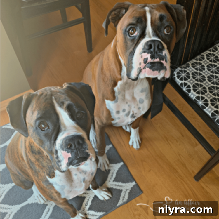 Colorful graphic with various hot dog illustrations