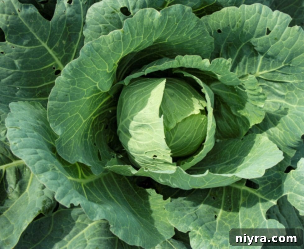 cabbage