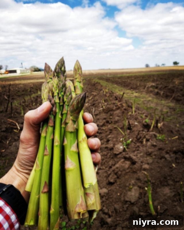 A lush field of asparagus growing at Ely Farms in Nebraska, under a clear blue sky, symbolizing fresh produce and the agricultural dedication behind the brand's quality products.