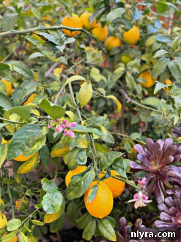 Lemon trees in a lush backyard, symbolizing fresh ingredients