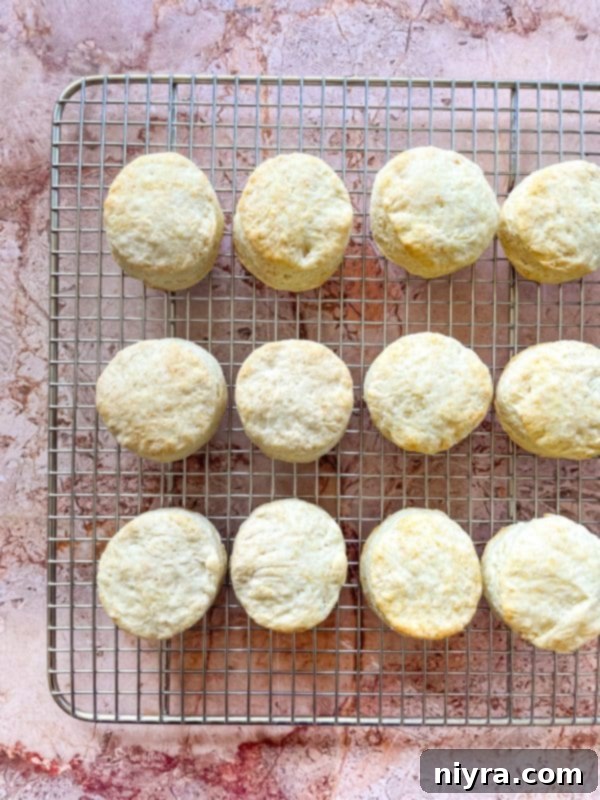 Fluffy Buttermilk Biscuits 12 Biscuit rounds placed on an ungreased cookie sheet