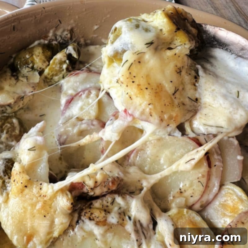 Large serving spoon digging into Brussels Sprouts and Potatoes Au Gratin in a rectangular baking dish